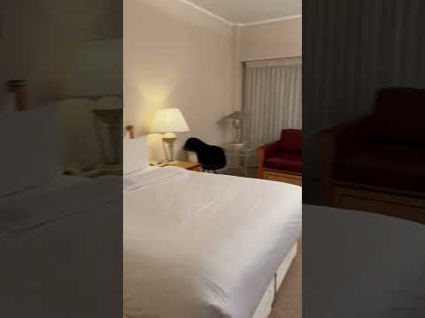 My Stay at Golden Jubilee Conference Hotel , Glasgow HD Video 29/11/23 #GoldenJubileeConferenceHotel