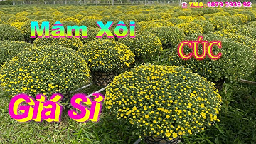 HOT - CÚC MÂM XÔI HÀNG ĐẸP GIÁ RẺ Đón Xuân  2023