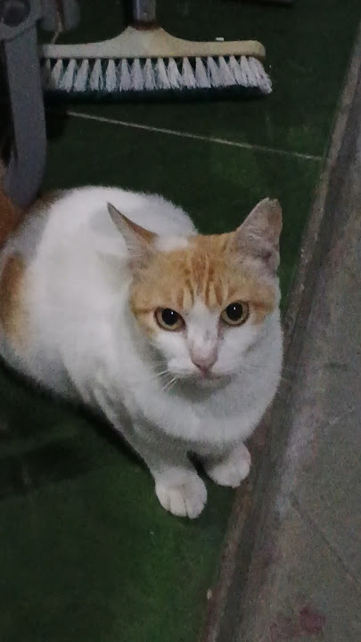 Download lagu Tumben dipanggil nyaut.. biasane poo meneng ae gak direken aku #cat #vlog #shorts #youtubeshorts