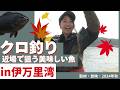 【つり具のまるきん】秋の堤防 クロ釣り 堤防から釣れる美味しい魚を狙う