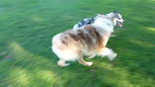 Adventures at the Seasons Dog Park