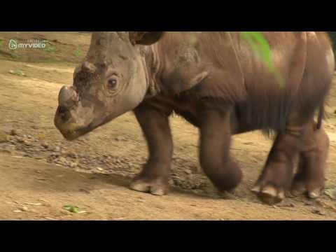 გადაშენების პირას მყოფი ცხოველები რომლებიც არ გეცოდინებათ | ქართული