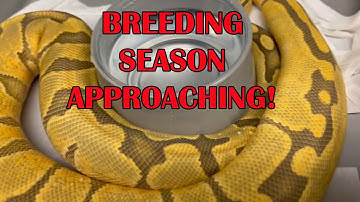 BALL PYTHONS READY FOR BREEDING SEASON