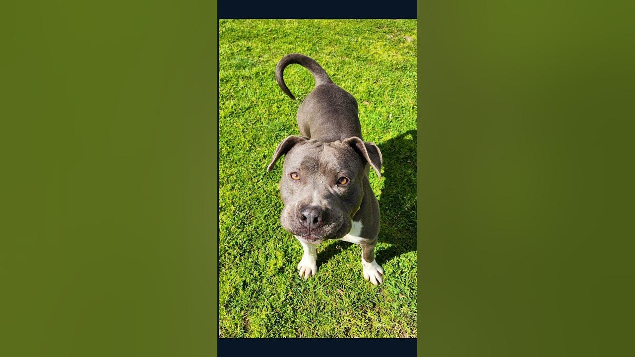 Stormie, available for adoption at Bradshaw Animal Shelter, Sacramento