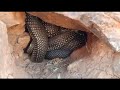 أخطر وأشرس ثعابين🐍🐍  grandie لديها تسع أنياب dangerous and fiercest snakes in the Kingdom of Morocco