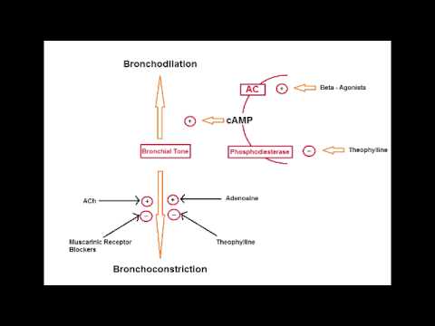 asthma-drugs---methylxanthines-(theophylline)