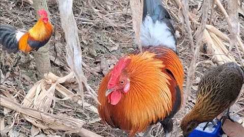 Hlau youtube đi cho gà ăn.Hlau mus pub qaib sawv ntxov tsi pom qaib mus dab tsi tag lawm 