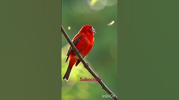 Thumbnail of "Morning Song of a Colorful Bird | Nature's Alarm Clock 🐥🌿"#beatifulparrot#lovenature#parrotsound