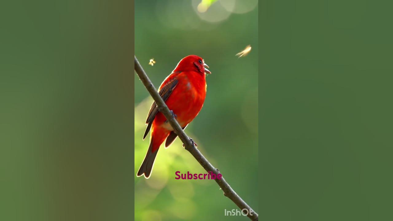 "Morning Song of a Colorful Bird | Nature's Alarm Clock 🐥🌿"#beatifulparrot#lovenature#parrotsound