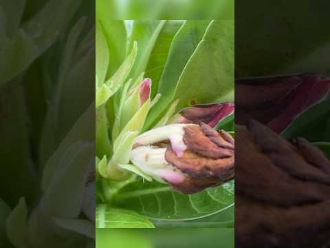 Abortamento de botões nas rosas do deserto! #shorts #plantas #adeniumobesum  #flores