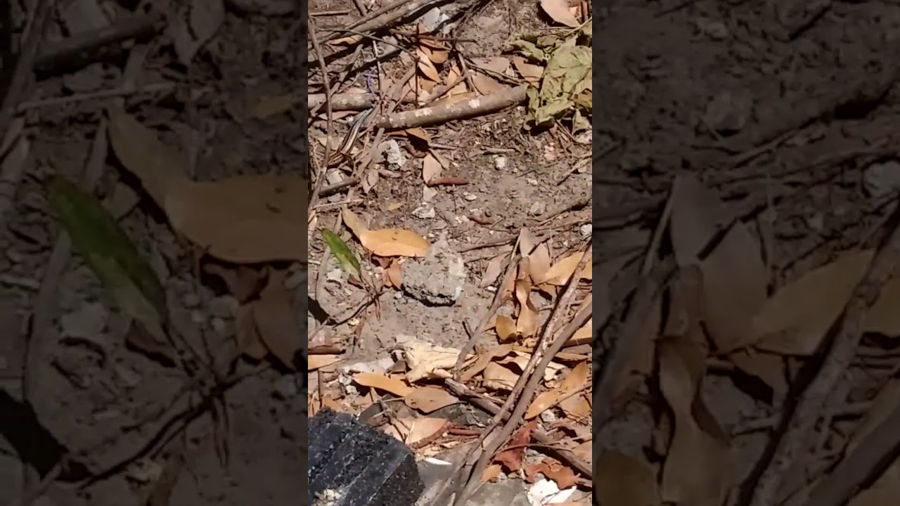 camera iphone 8 plus apk Small skink that visited me on my lunch break