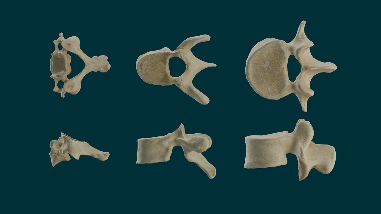 Vértebras. Características