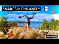 Exploring FINNISH Islands! HELSINKI ARCHIPELAGO Who knew there were SNAKES in FINLAND?