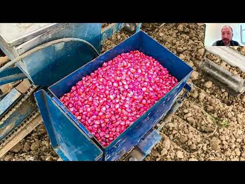 Neonics, the Toxic