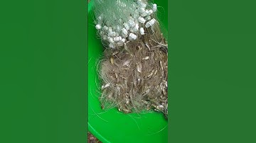 giăng lưới cá lòng tong non miền tây (🎣🎣🎣kết quả giăng)