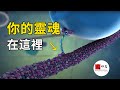 最神奇的科學假說，你的靈魂真實存在！就在你身體的這個地方|seeker大师兄