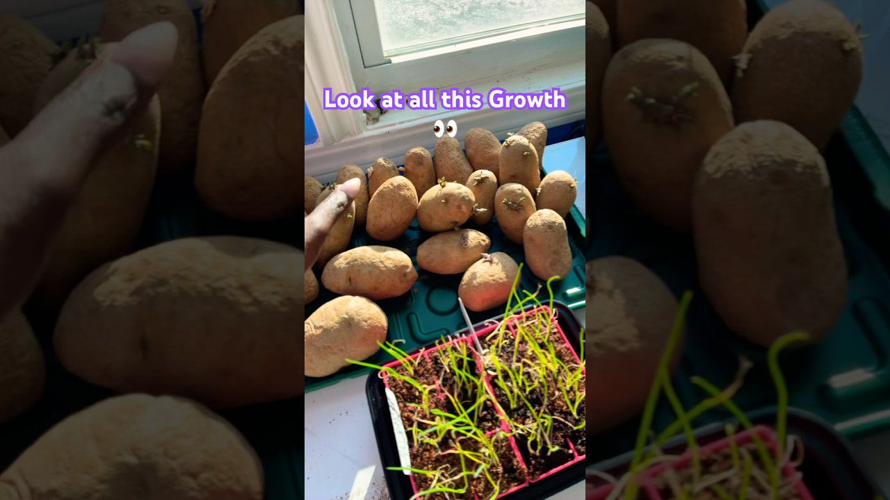 В гроуруме становится тесно 🌱 