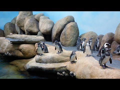 California Academy Penguin Colony live cam preview