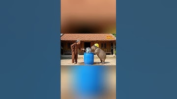 Capybara và bà - CAPY Báo Bà khi rửa quạt