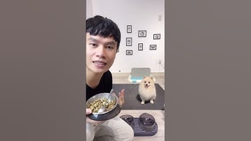 Dạy rồi sao cún vẫn không nghe lời #bossdog #pets  #petshop #dog