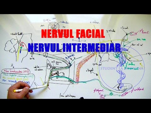 Video: Nervul Facial - Tratamentul Nervului Facial Cu Remedii și Metode Populare