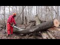 Stihl MS 261: Processing Uprooted Cherry into Firewood