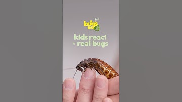 Time for show and tell with BUGS!