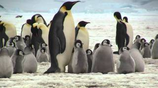 Emperor Penguins, Snow Hill Island, Antarctica  Oct. 2010 PART - 1   Uploaded