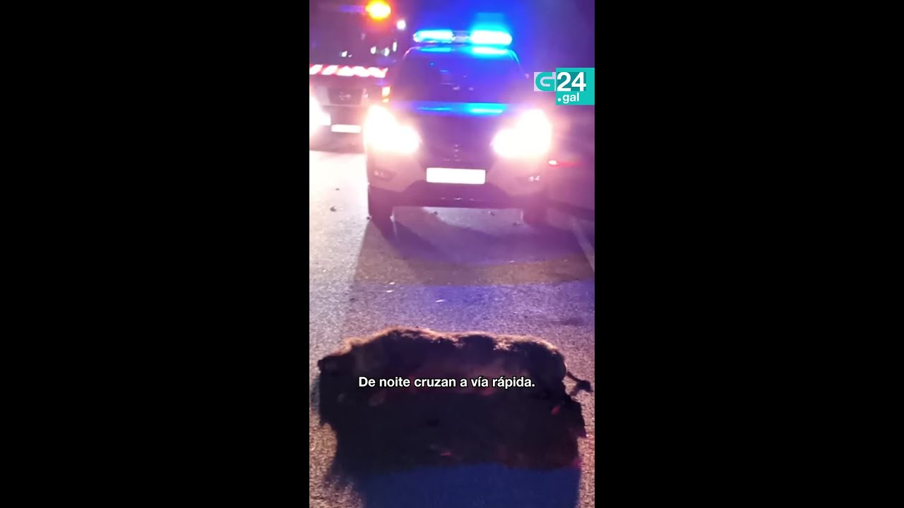 🐗 O GROVE | Alertan dun AUMENTO dos XABARÍS na vía de alta capacidade do SALNÉS