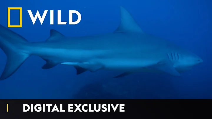 Searching For A 10ft Bull Shark | World’s Biggest Bull Shark | National Geographic Wild UK