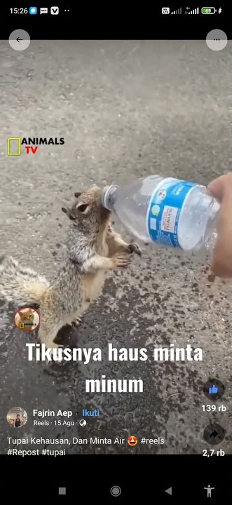 Tupai nya haus minta minum sama orang dijalan #Tupai #haus #mintaminuman #tupailucu