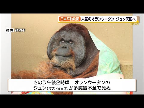 日本平動物園　オランウータンのジュン天国へ（静岡県）