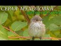 Серая Мухоловка / Spotted flycatcher / Pigliamosche comune