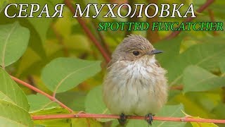 Серая Мухоловка / Spotted flycatcher / Pigliamosche comune