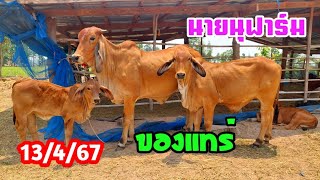 13 เมษายน 2567 || ของขวัญปีใหม่ไทยเรา วัวราคาดีโปรเด็ด ชุดแม่ลูกวัวค้ำวัวคูณ ห้ามพลาด