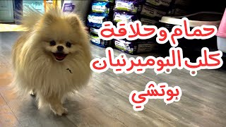 كلب البوميرنيان ، حمام و حلاقة كلب البوميرنيان بوتشي