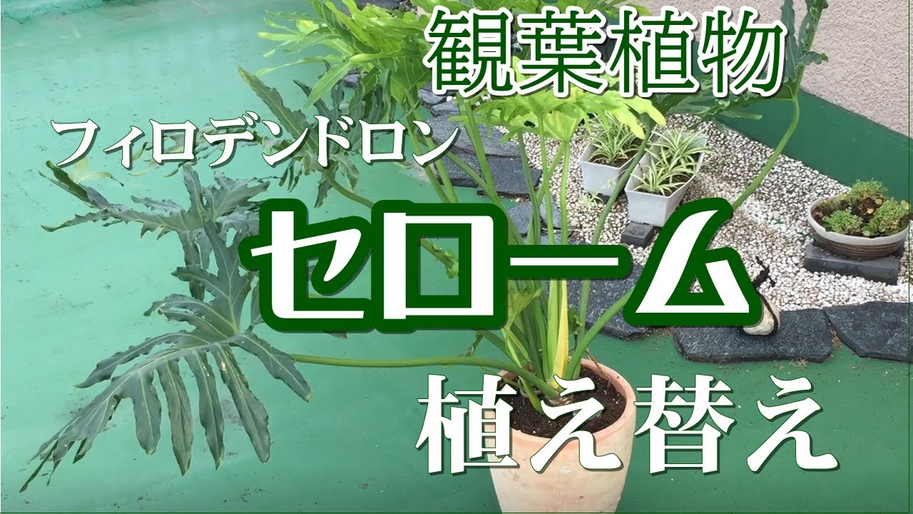 観葉植物 セロームの植え替え Youtube