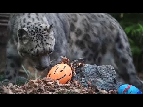 No Comment TV: WATCH: Chilean zoo treats animals to Easter egg hunt