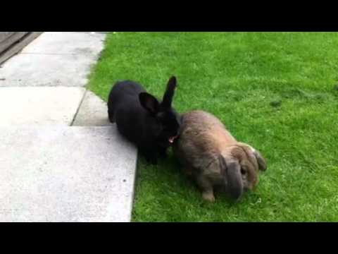 Farting rabbits