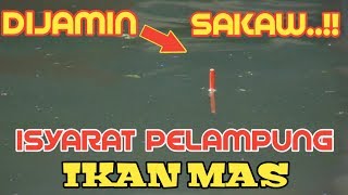 ISYARAT PELAMPUNG IKAN MAS # PELAMPUNG NGETRIK# MANCING IKAN MAS