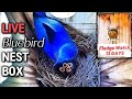 🔴 LIVE Bluebird Nest Box - 13 Days Until FLEDGE WATCH