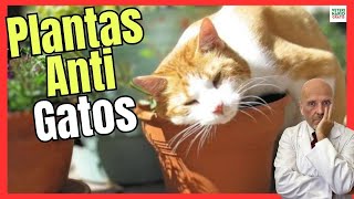 ⛔ ANTI CATS PLANTS ⛔ WITH NATURAL REPELLENTS FOR CATS AND DOGS