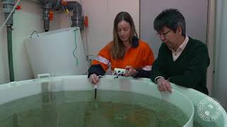 Krill In An Acid Ocean