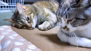 大好きな後輩猫たちにドキドキさせられちゃう麦わら猫