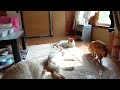 またたびに酔う