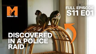 Rescuing Three Squirrel Monkeys | Season 11 Episode 1 | Full Episode | Monkey Life