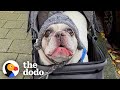 Talkative frenchie has the most unique voice  the dodo