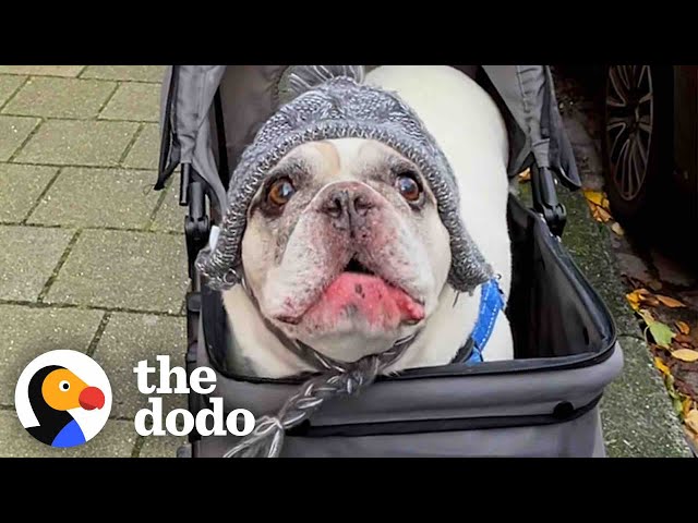 Talkative Frenchie Has The Most Unique “Voice” | The Dodo class=