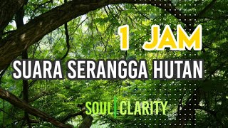 1 JAM SUARA SERANGGA HUTAN - SUARA GARENGPUNG - SUARA TONGGERET - SUARA ALAM MENYEGARKAN PIKIRAN