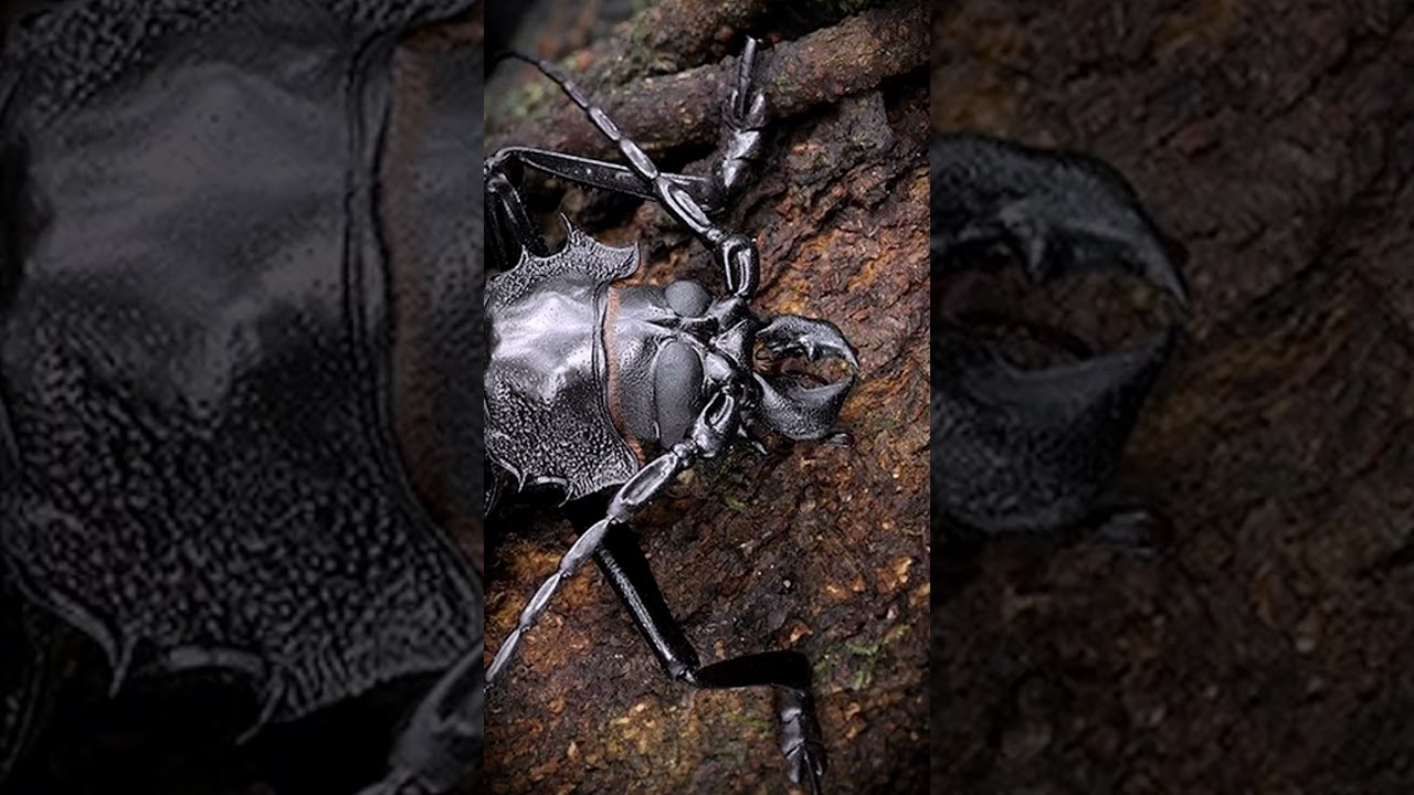 🌌 Ночной великан Амазонки — дровосек-титан 😱